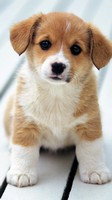 descargar wallpaper de animales